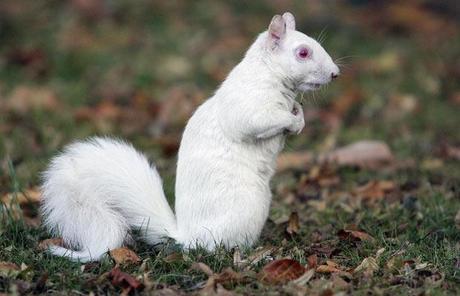 ecureuil-mogwaii-animaux-albinos-blanc-animals (34)