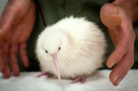 kiwi-mogwaii-animaux-albinos-blanc-animals (28)