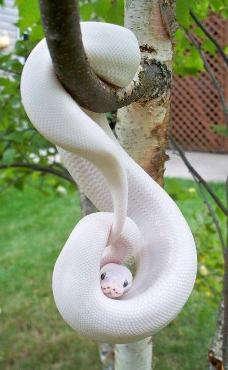 serpent-mogwaii-animaux-albinos-blanc-animals (39)
