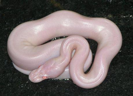 serpent-mogwaii-animaux-albinos-blanc-animals (47)