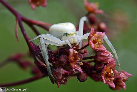 Thomise misumena vatia - Thomise variable ou araignée crabe