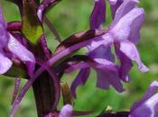 orchidée s'accommode sols secs humides