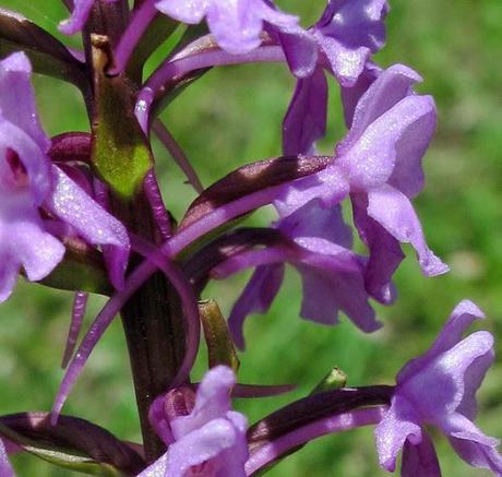 Une orchidée qui s'accommode de sols secs ou humides