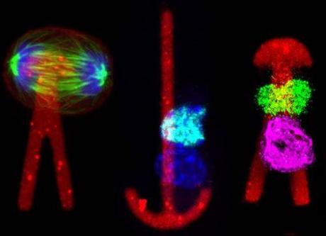 Comment orienter le destin d’une cellule souche