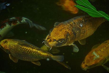 END. X JOURNAL STANDARD – S/S 2014 CAPSULE COLLECTION