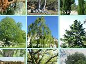 Quelques arbres d’Ampus