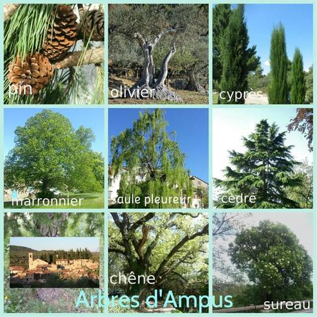 collage arbres d'ampus 2014 n°2