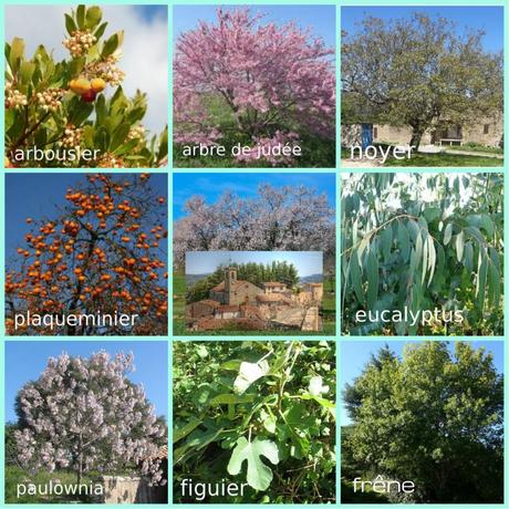 collage arbres ampus 2014