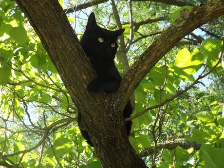 Petite sieste à l'ombre ...