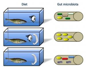 ALIMENTATION: Diversité alimentaire ne veut pas dire diversité du microbiote – Ecology Letters