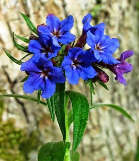 Sa corolle change de couleur