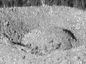Cratère Patomsky, d'aigle yakoute. suite