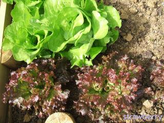 Image and video hosting by TinyPic