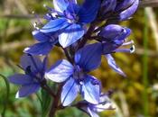 Pour botanistes, cette Véronique douteuse