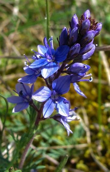 Pour les botanistes, cette Véronique est douteuse