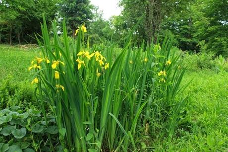 Lavoir de Jaillon (54)