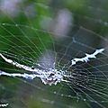 Une araignée brindille qui maitrise l'art du camouflage