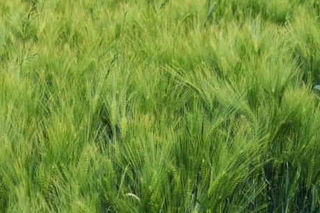 Jaillon, dans la campagne