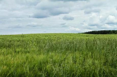 Jaillon, dans la campagne