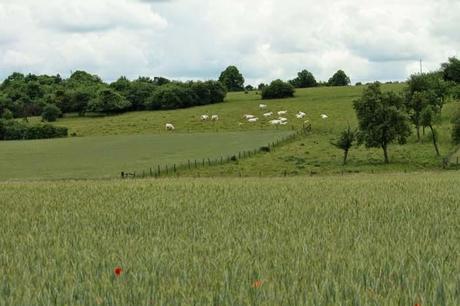 Jaillon, dans la campagne