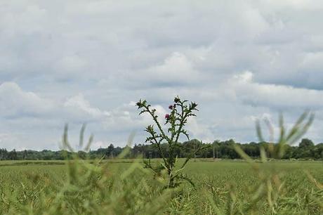 Jaillon, dans la campagne