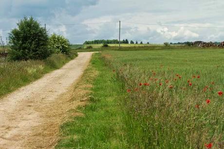 Jaillon, dans la campagne