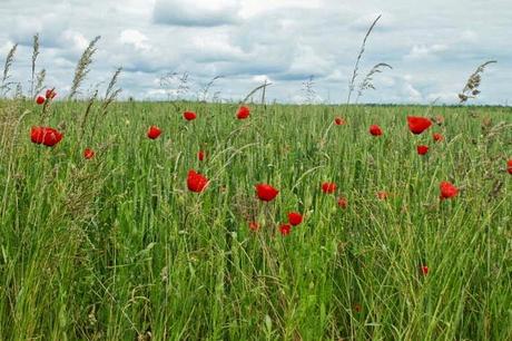 Jaillon, dans la campagne