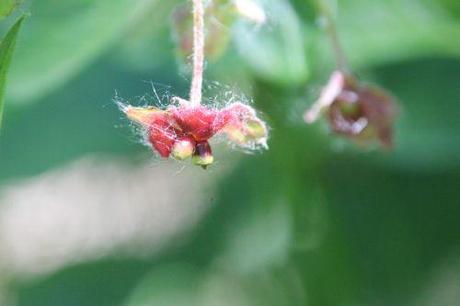 m lonicera invol romi 31 mai 2014 022 (2).jpg