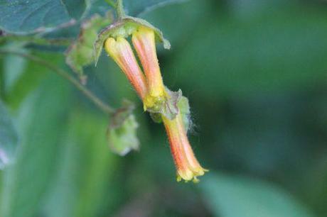 lonicera involucrata romi 15 mai 2014 079 (4).jpg