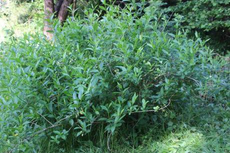 2 lonicera involucrata romi 15 mai 2014 079 (1).jpg
