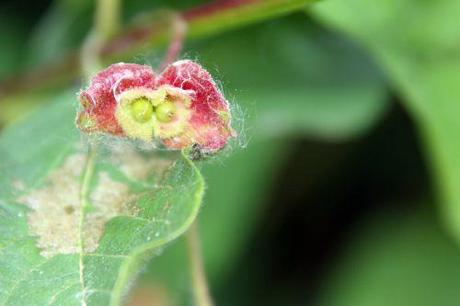 n lonicera inv romi 23 mai 2014 052.jpg