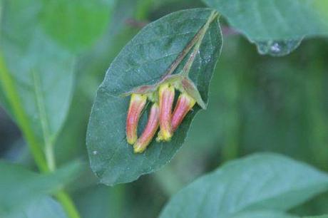 lonicera involucrata romi 15 mai 2014 079 (6).jpg