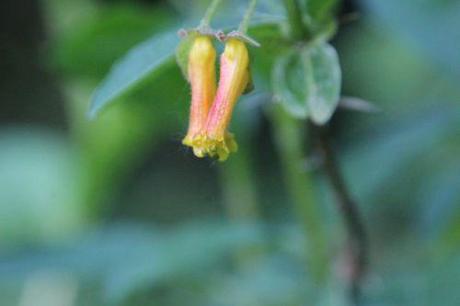 lonicera involucrata romi 15 mai 2014 079 (3).jpg