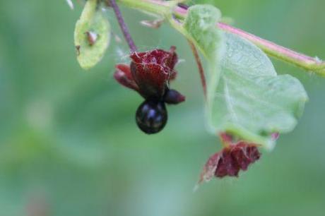 o lonicera invo romi 23 mai 2011 026.jpg