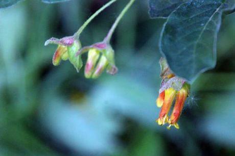 3 lonicera involucrata romi 15 mai 2014 079 (7).jpg