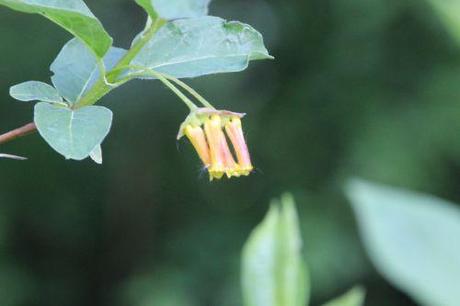 lonicera involucrata romi 15 mai 2014 079 (5).jpg