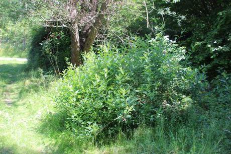 1 lonicera invol romi 31 mai 2014 022 (1).jpg