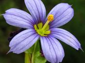 espèce obsidionale livre