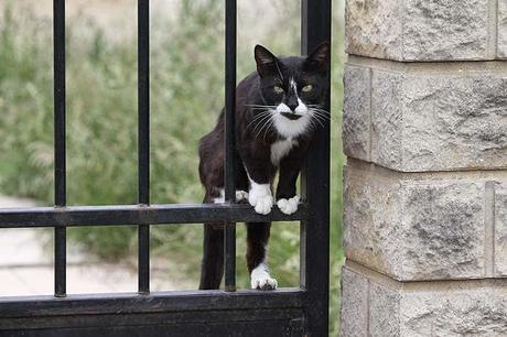 Pour en finir avec Jaillon