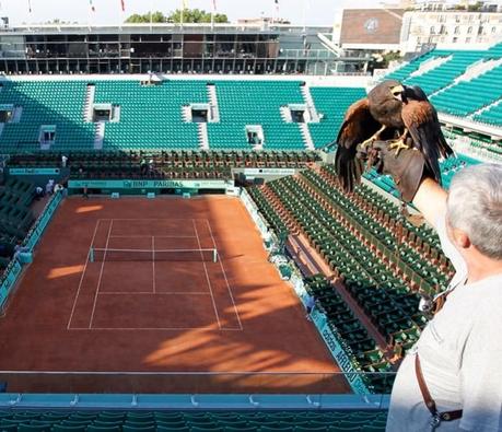 Les rapaces font la loi au dessus de Roland Garros