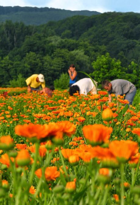 Du nouveau pour les bébés chez Weleda (concours)