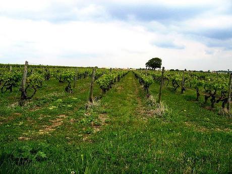 Pollution du fleuve Charente : pesticides