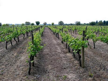 Pollution du fleuve Charente : pesticides