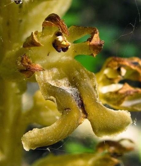 Neottia verdit à la chaleur