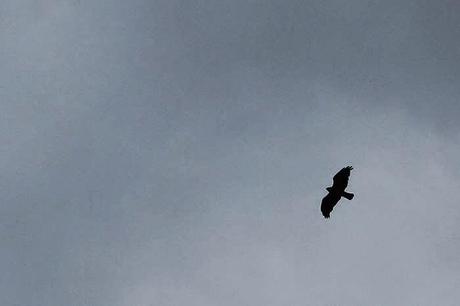 Sur le plateau (II) Quelques bestioles