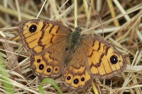 Sur le plateau (II) Quelques bestioles