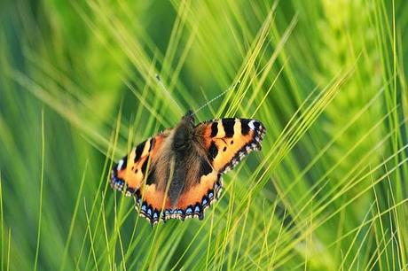 Sur le plateau (II) Quelques bestioles