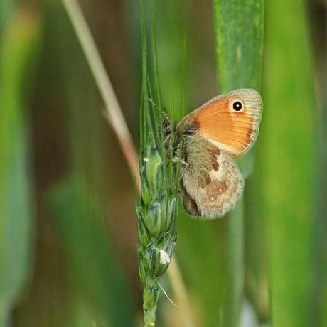 Sur le plateau (II) Quelques bestioles