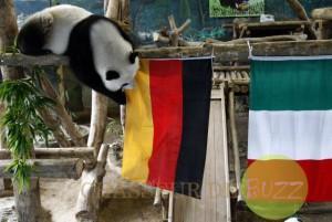 Des pandas devins pour les pronostics du Mondial 2014 panda_coupe_monde