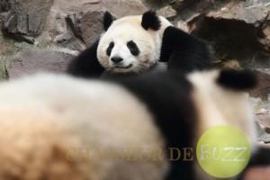 Des pandas devins pour les pronostics du Mondial 2014 panda_coupe_monde